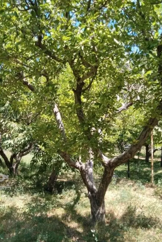 فروش باغ