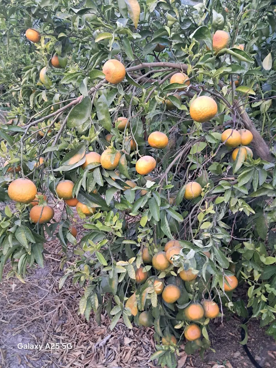 فروش باغچه