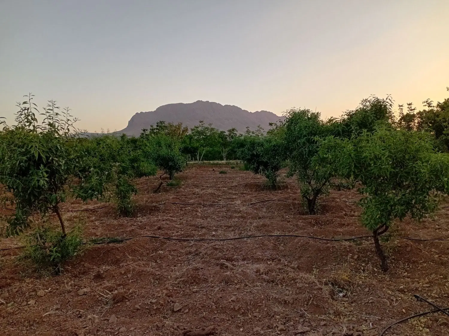 زمین کشاورزی