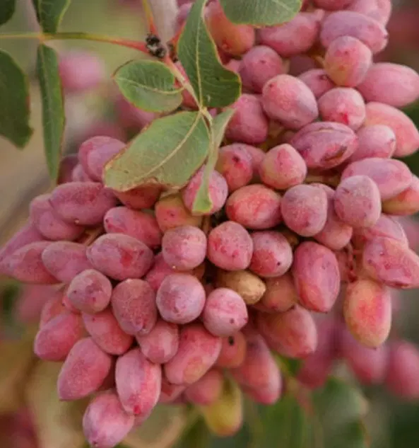 باغ پسته ثمری 10ساله