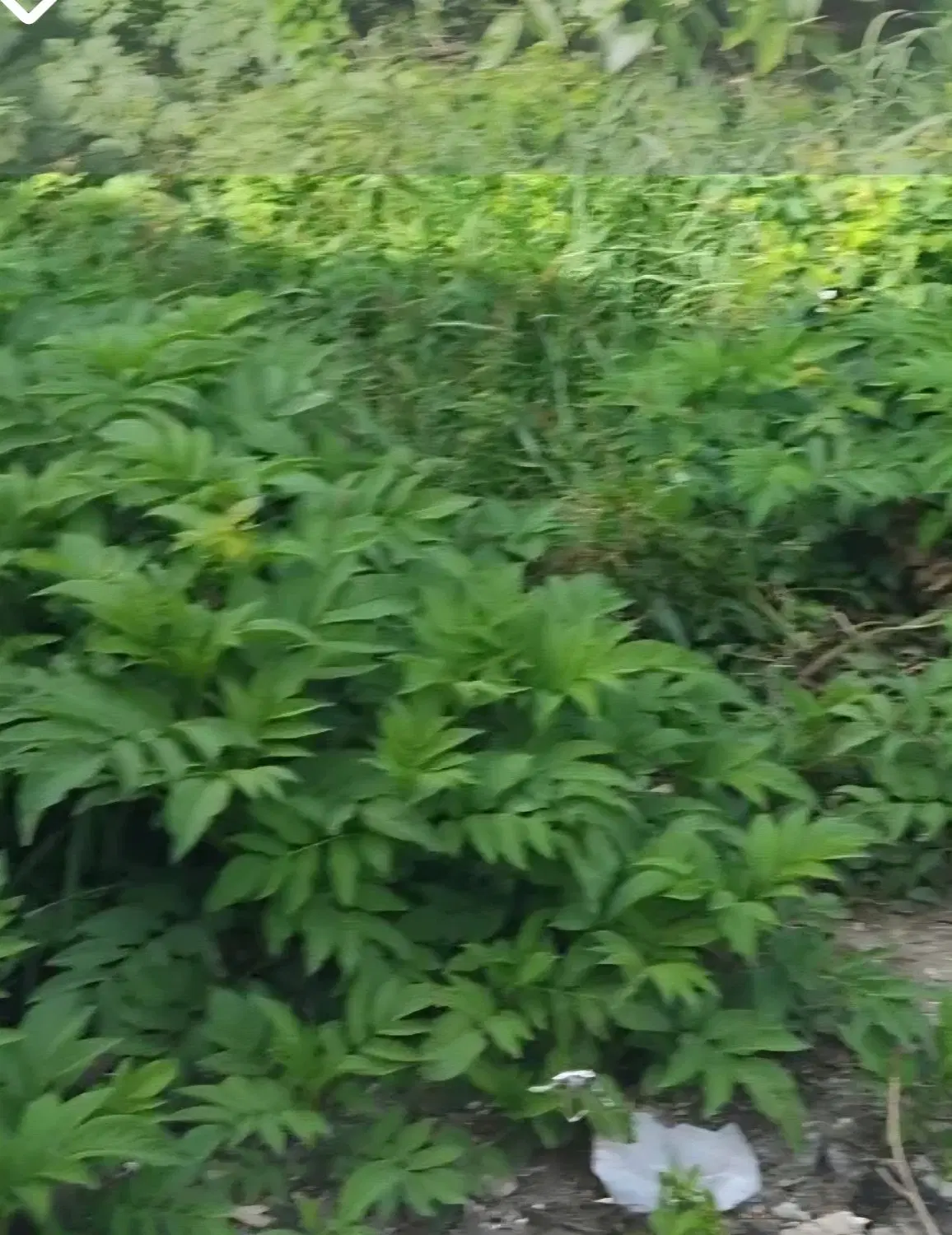 سیاه اسطلخ به سمت طرازکوه نبش بوستان ۱۱