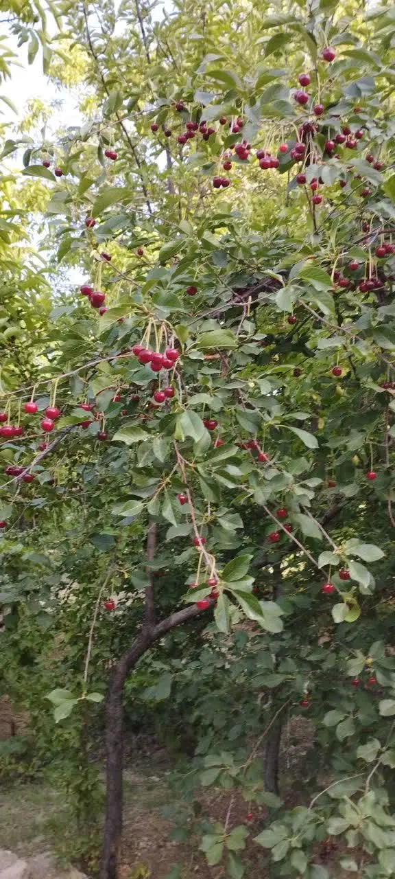 باغ در روستای بالقلو