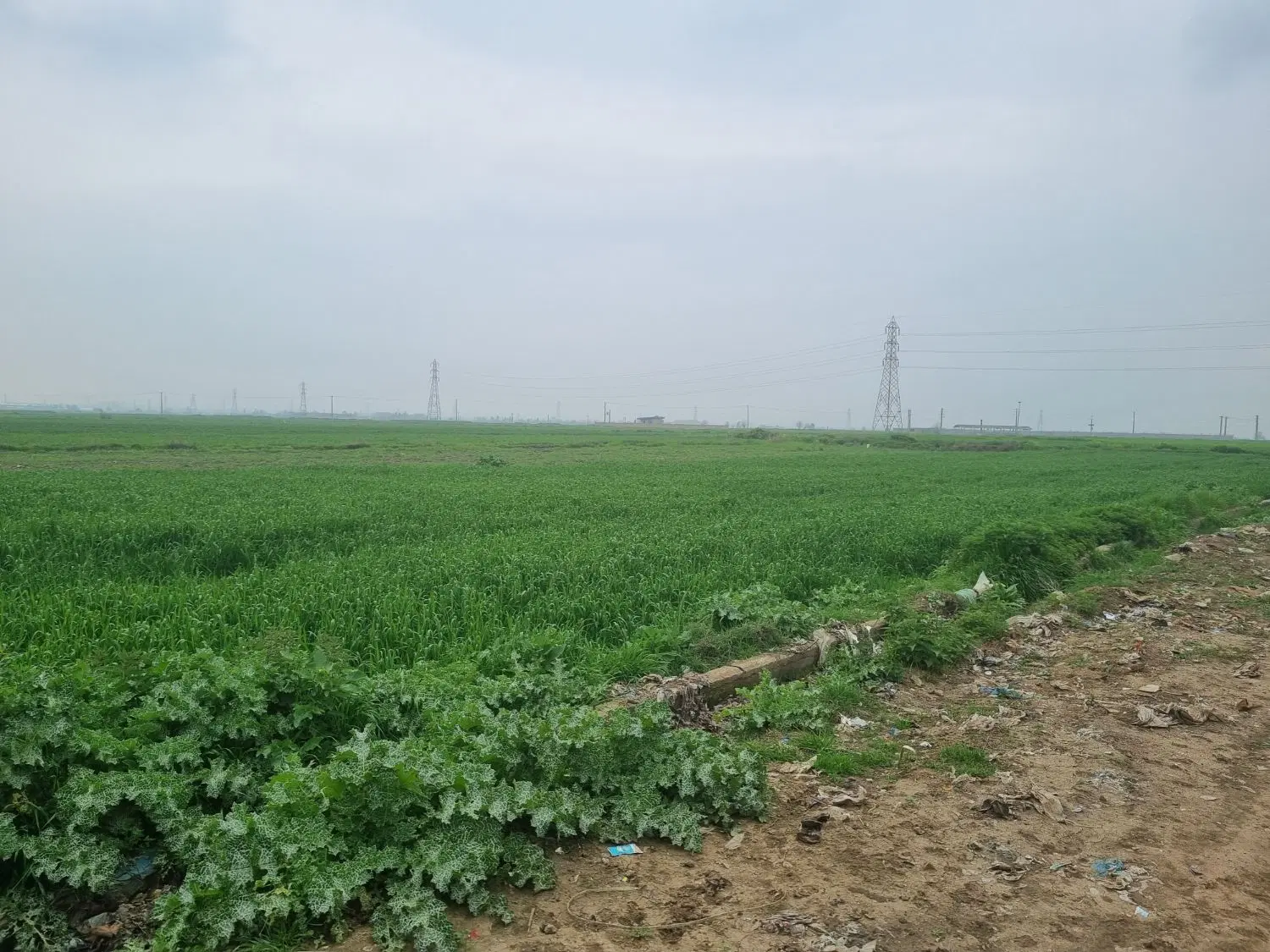 زمین باغی زراعی