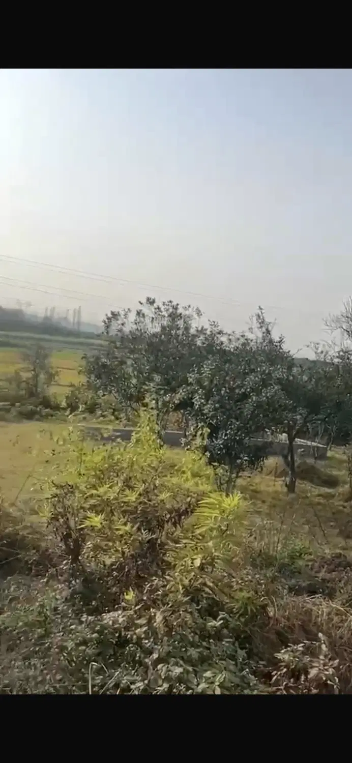 فرصت استثنایی خرید زمین در گلیا ناریوران