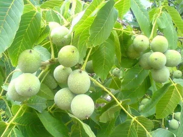 باغ گردو زوارم