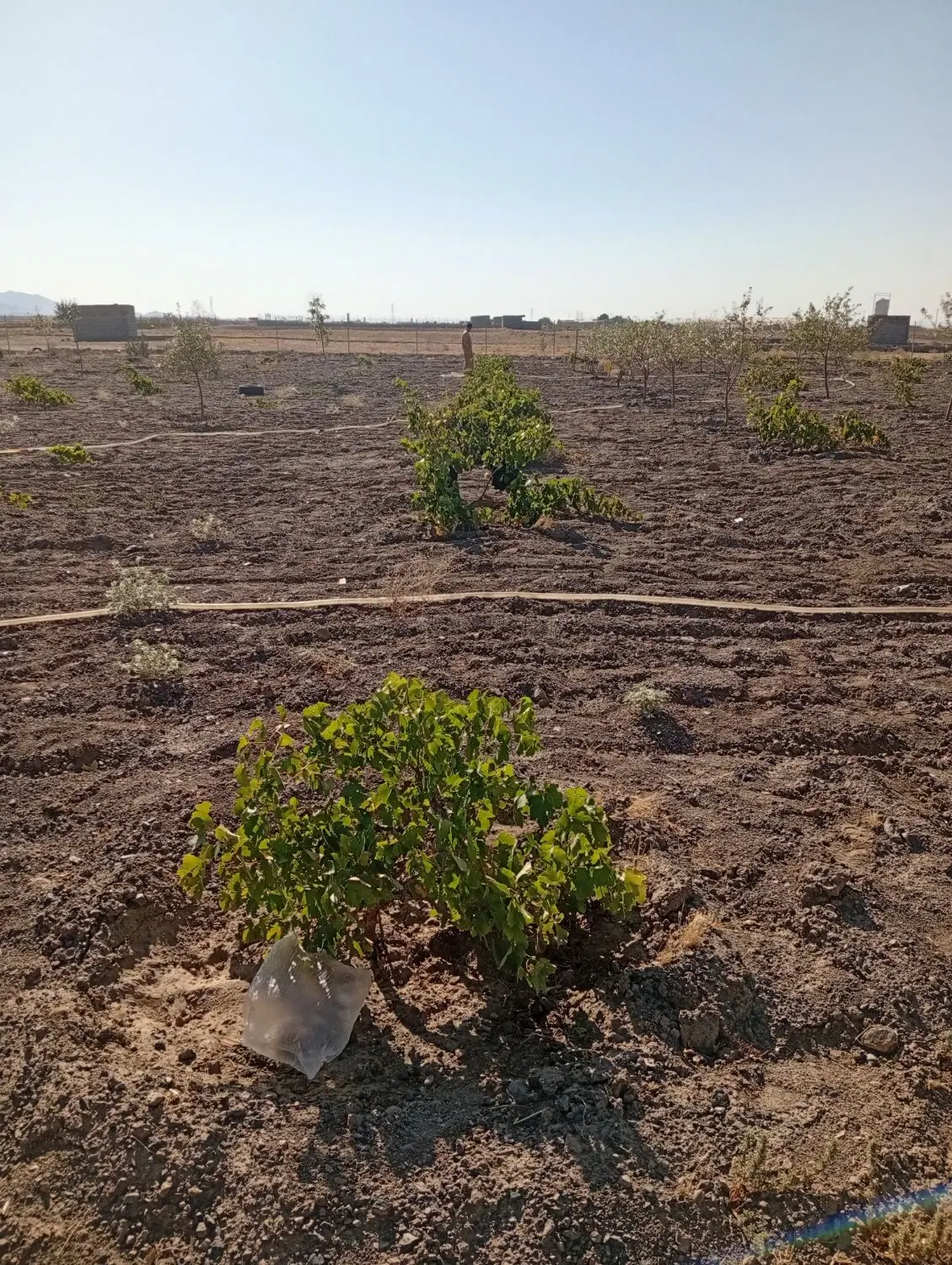 باغ جاده تیلاژ