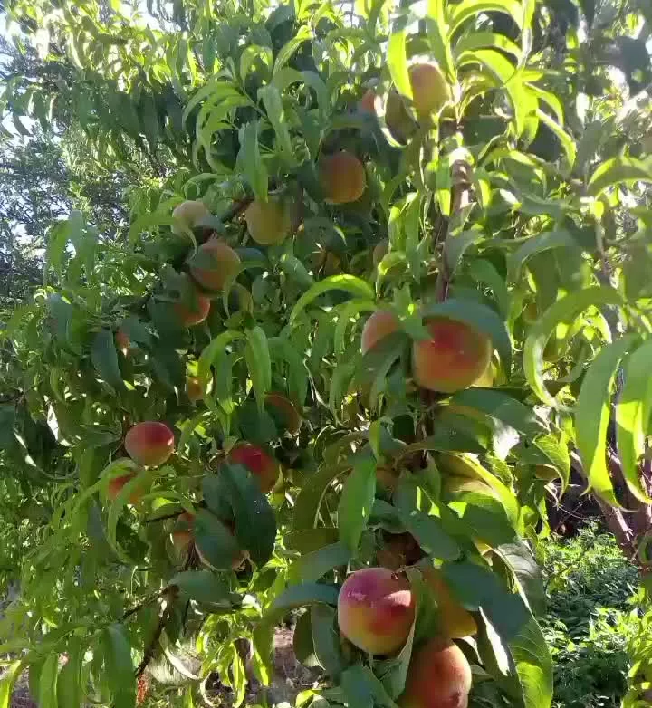 باغچه فروشی یا معاوضه با خانه