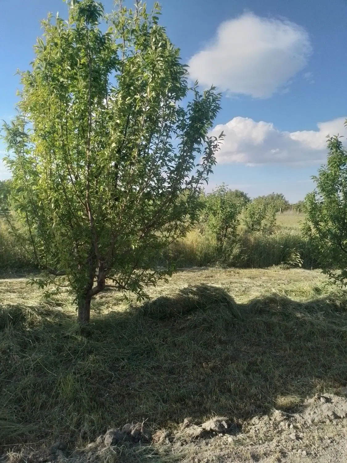 باغچه برای ویلا