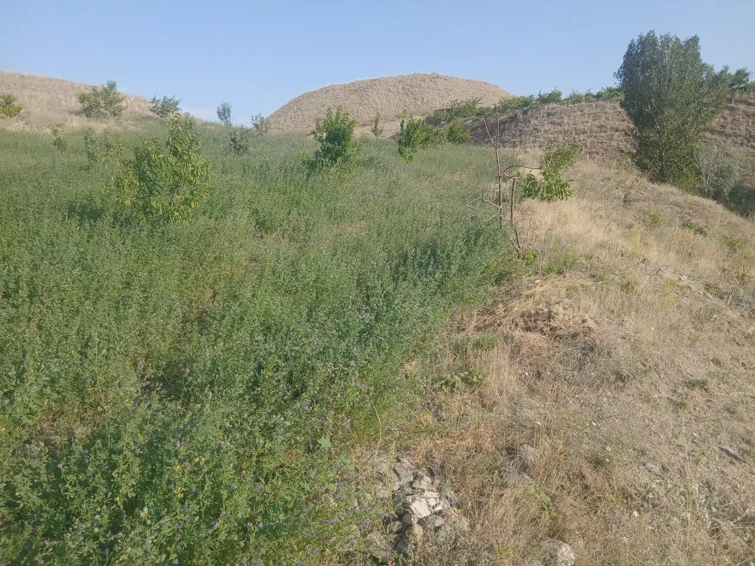 فروش باغ میوه