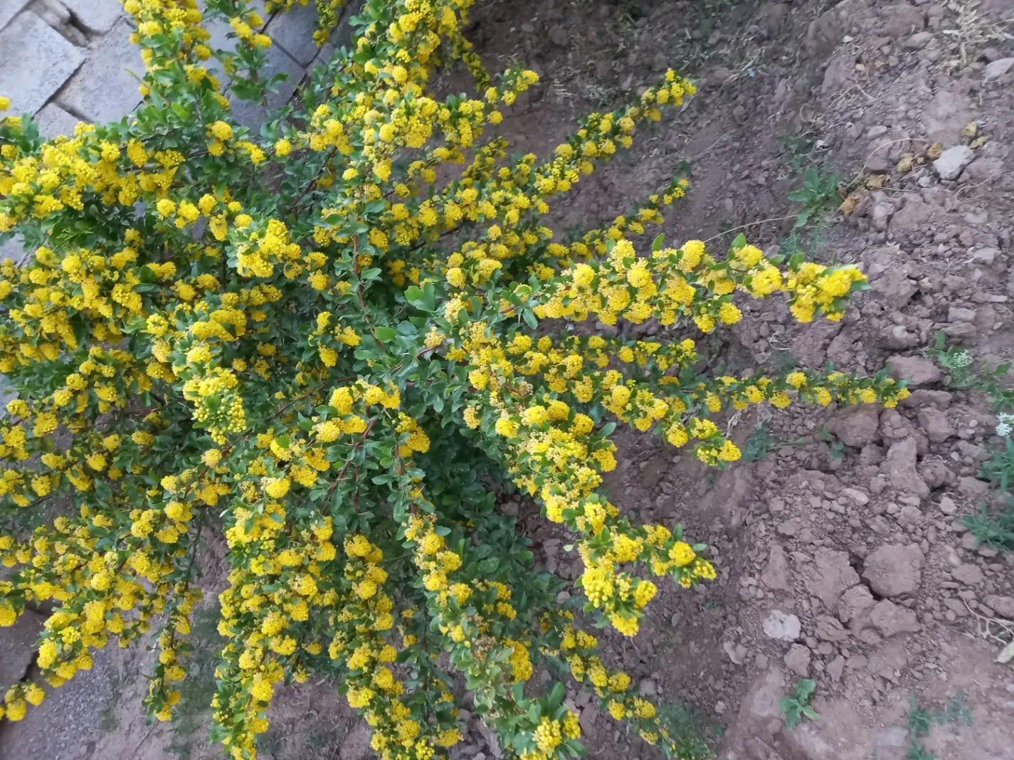 باغ فروشی(آینده دار)