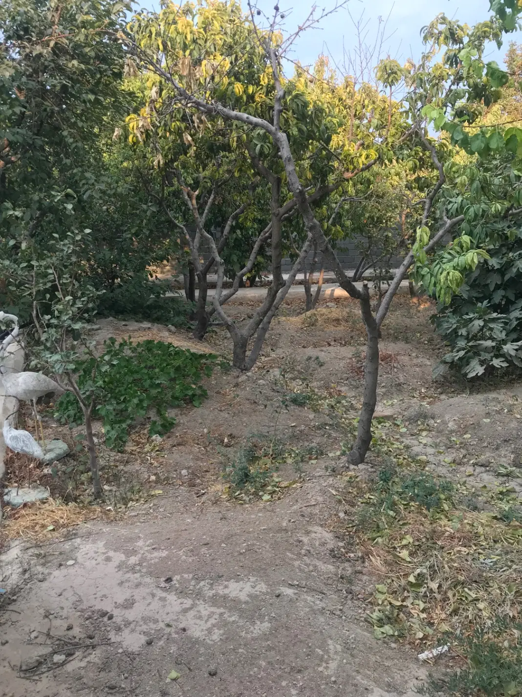 ۳۵۰ متر باغ باغچه چهاردیواری دهشاد شهریار باغستان