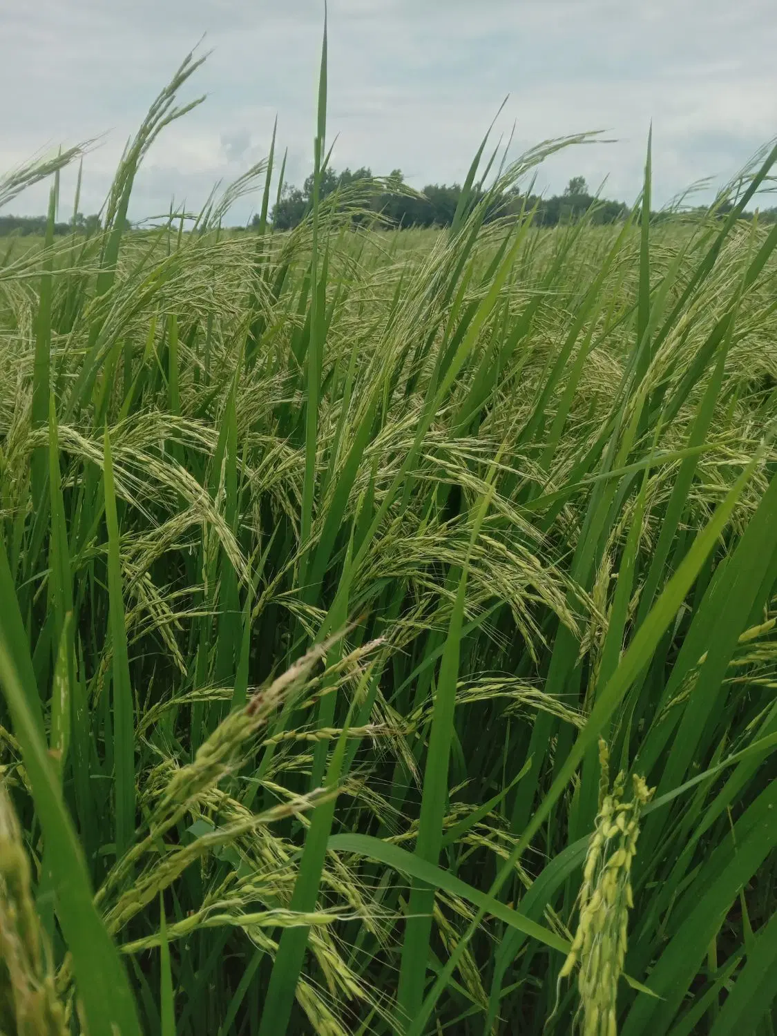 مزرعه برنج یابیجار