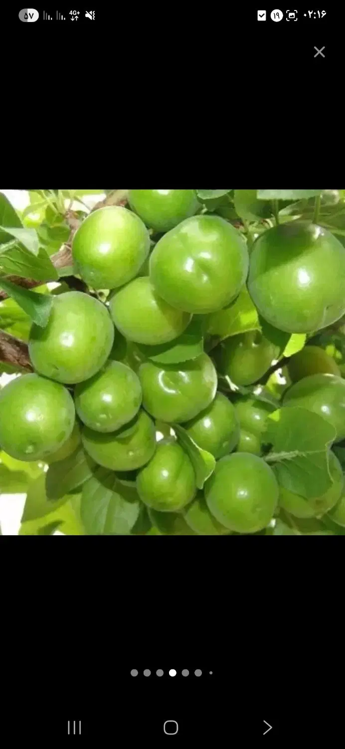 باغ روبروی پادگان قهرمان