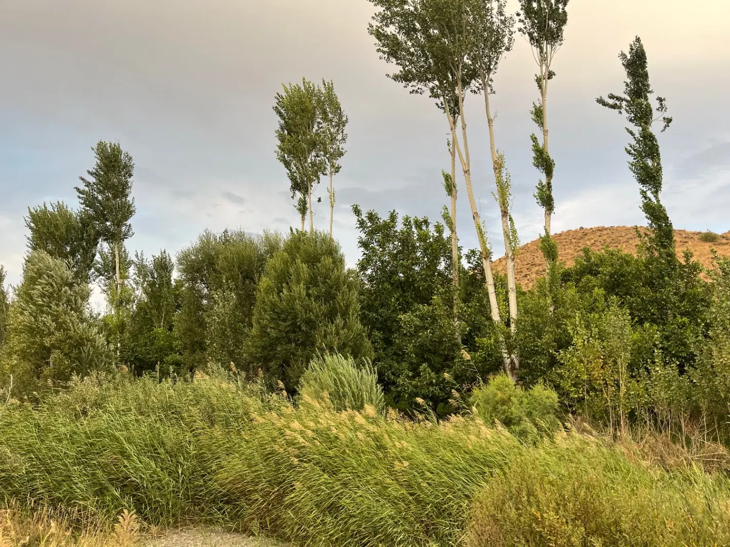 باغ سند دار اناویز