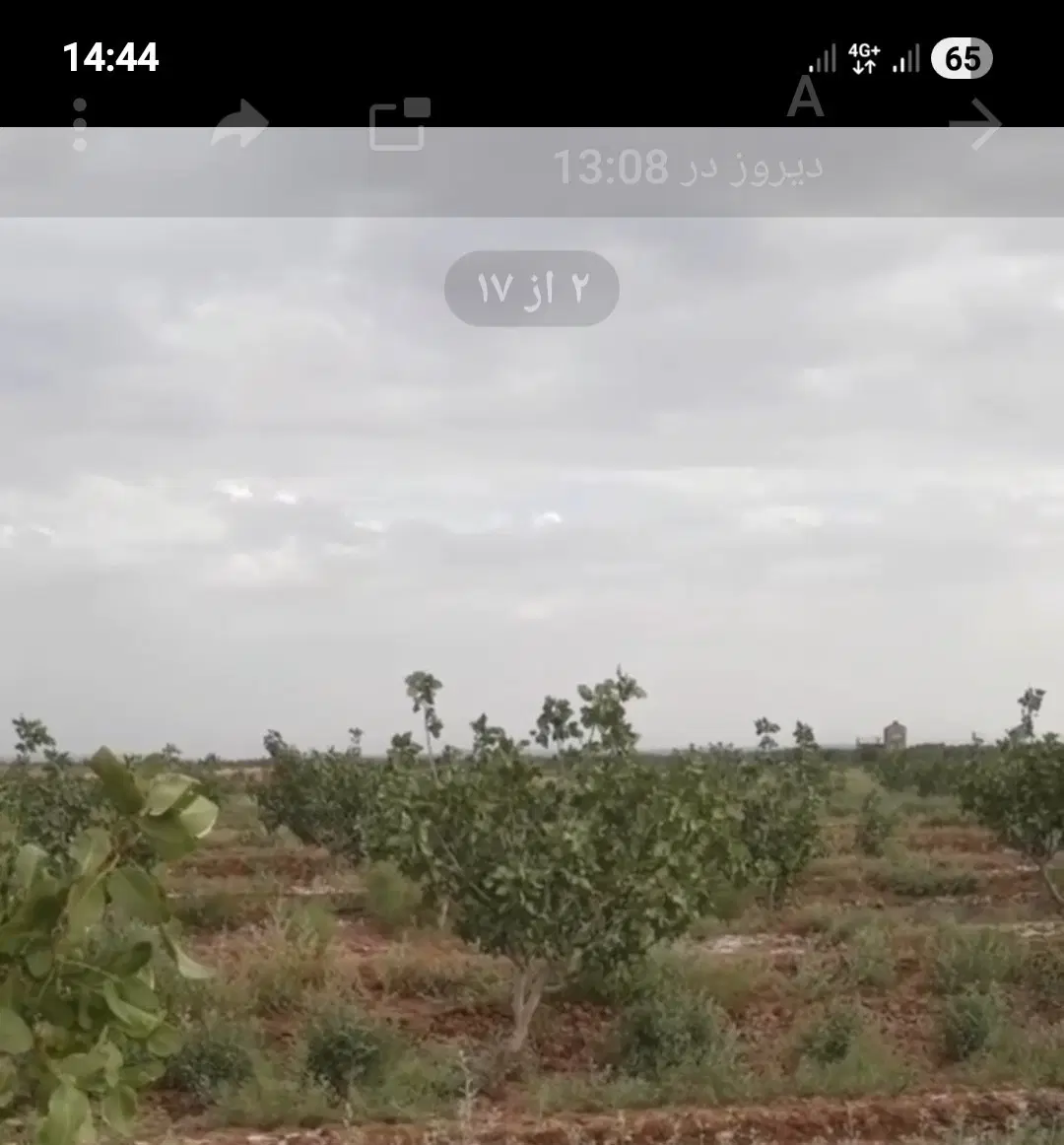 رهن و اجاره باغ پسته