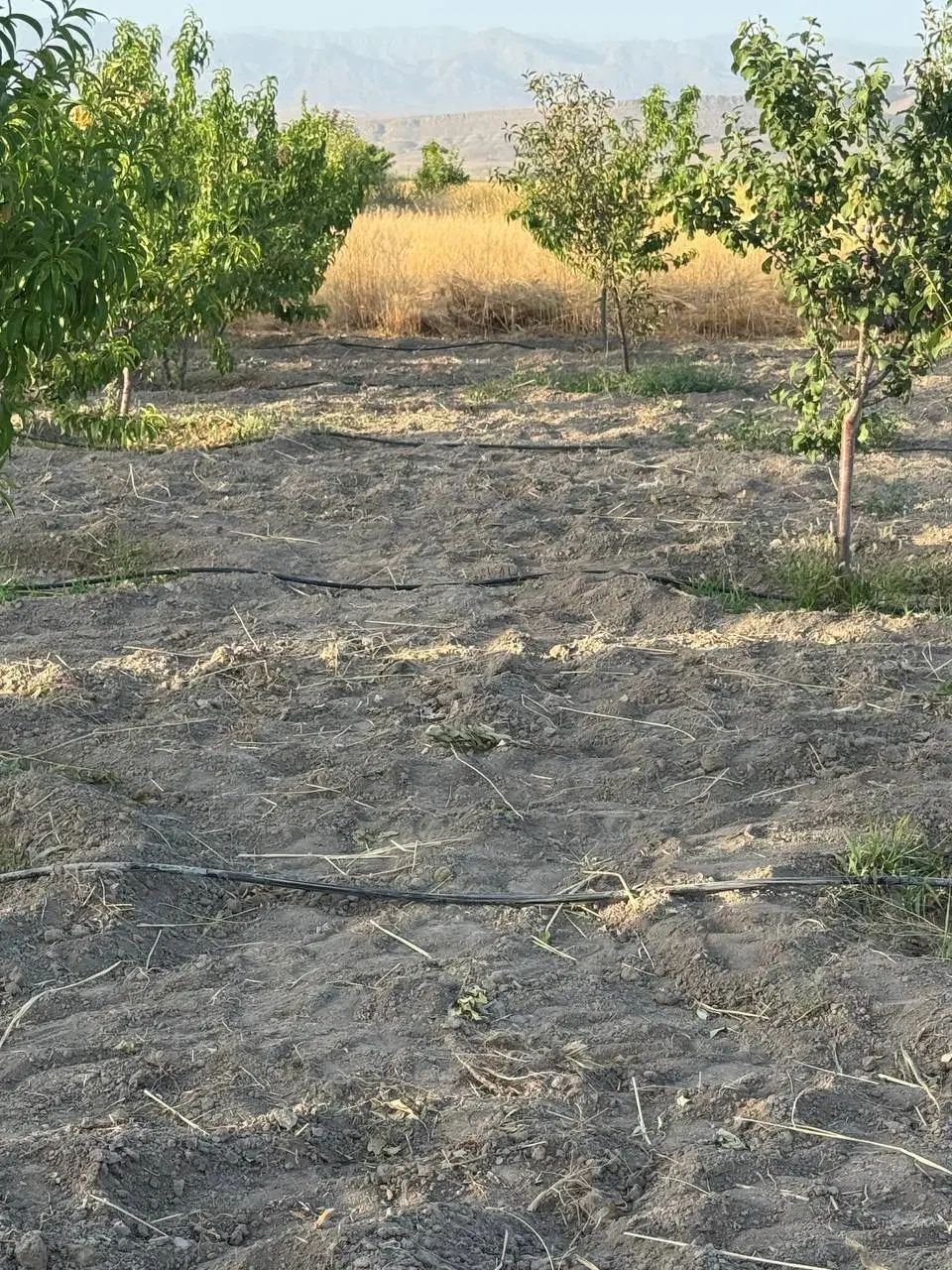 فروش زمین در نصرآباد چناران(معاوضه با خودرو)