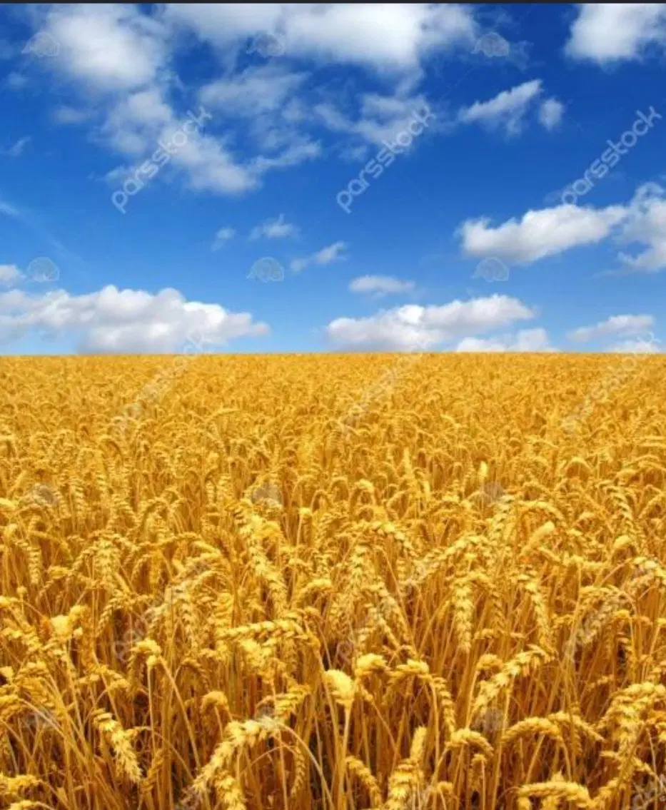 زمین درجه ۱ و حاصلخیز
