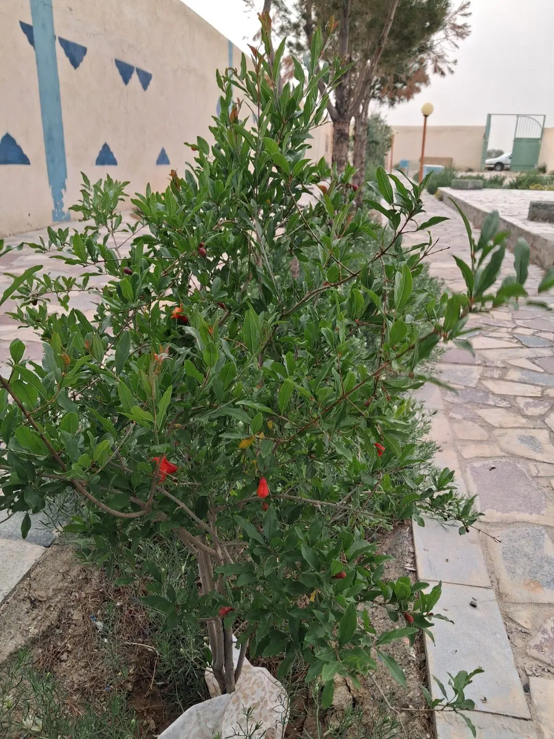 باغ ویلایی جاده فرودگاه زمان آباد