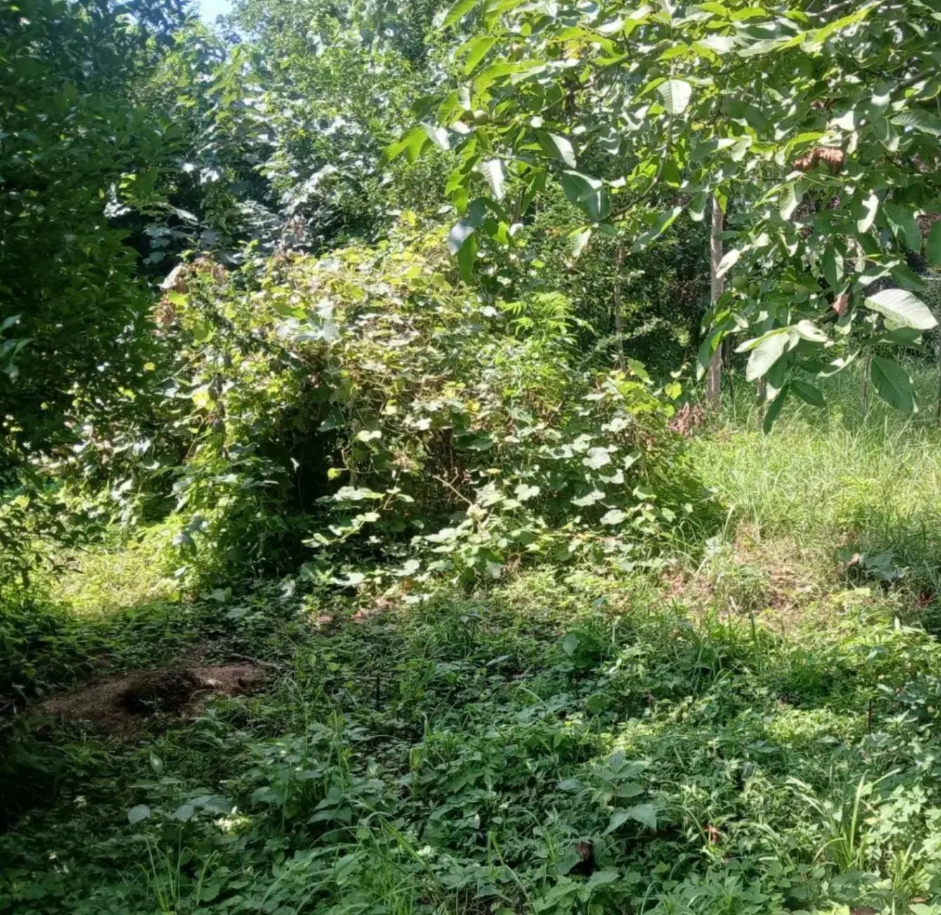 یک قطعه زمین مسکونی