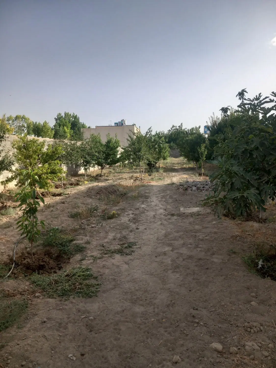 باغ وباغچه