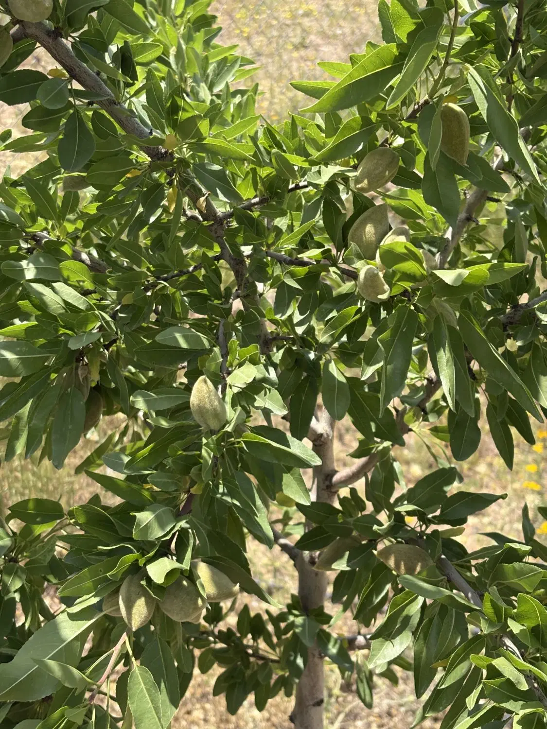 باغ ۱۰۰۰ متری بوستان امیرکبیر