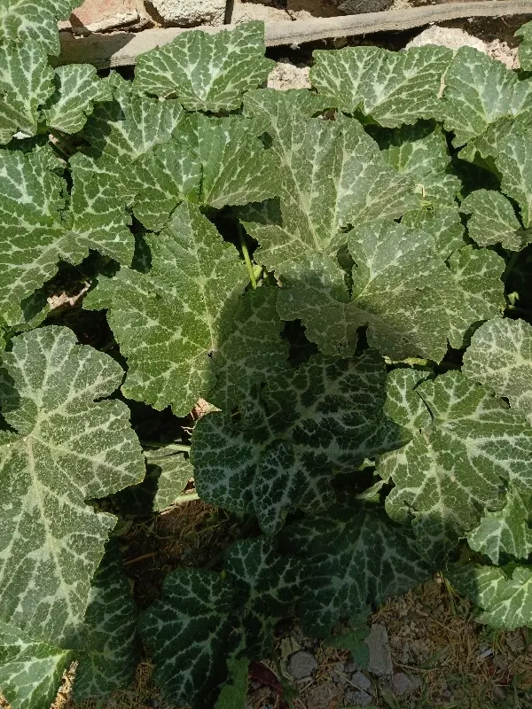 اجاره زمین گشتاوری برای گوجه‌فرنگی