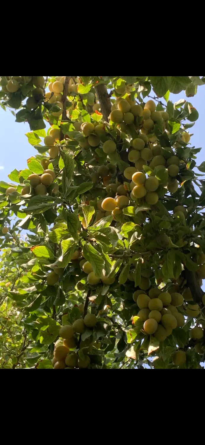 زمین ۴۵۰ متری ، شهرک نمک آبرود