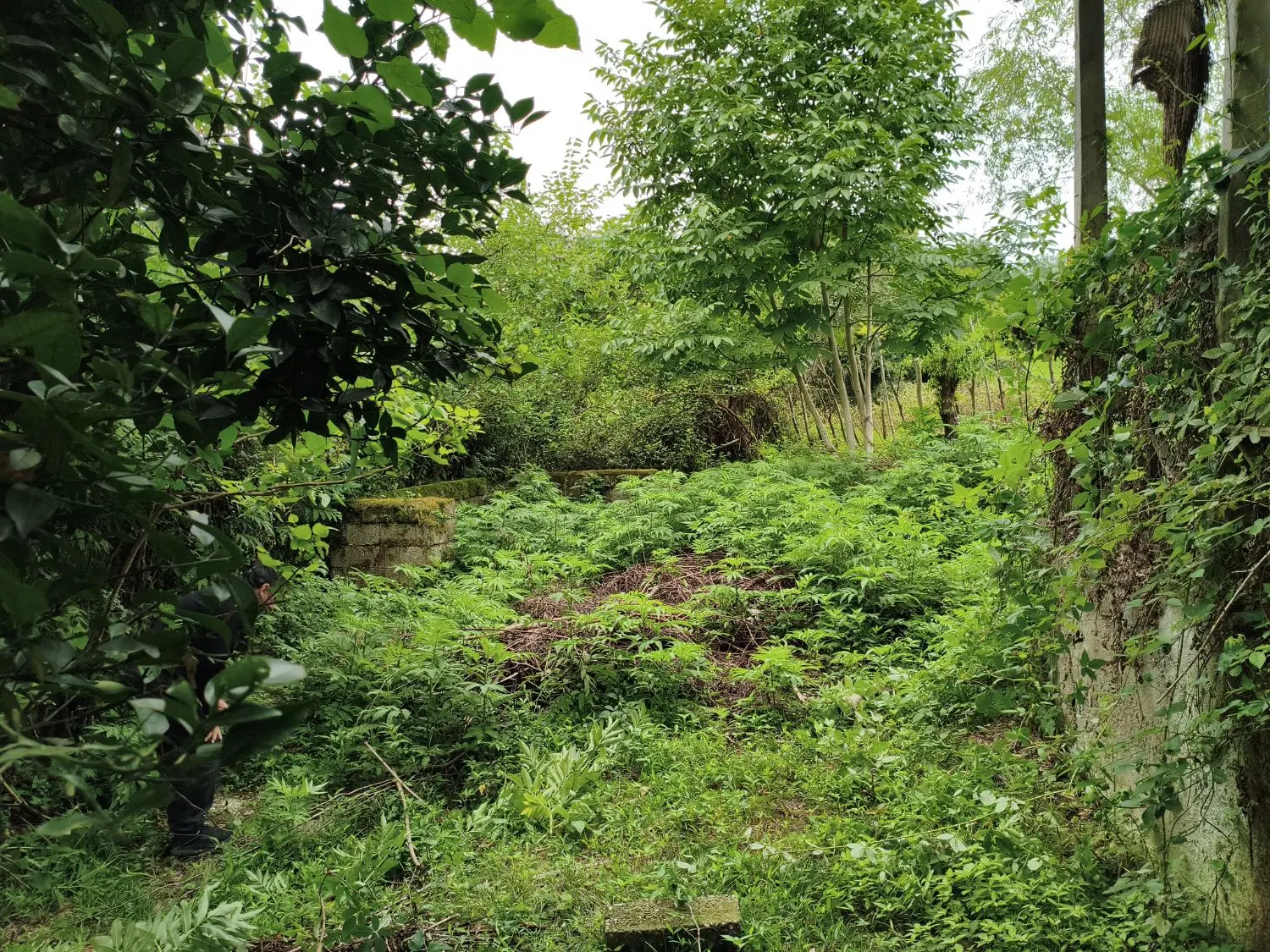 زمین و خانه کلنگی