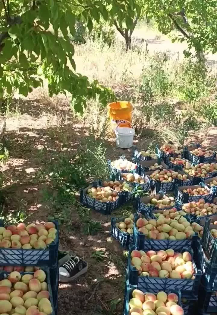 مزرعه نمونه