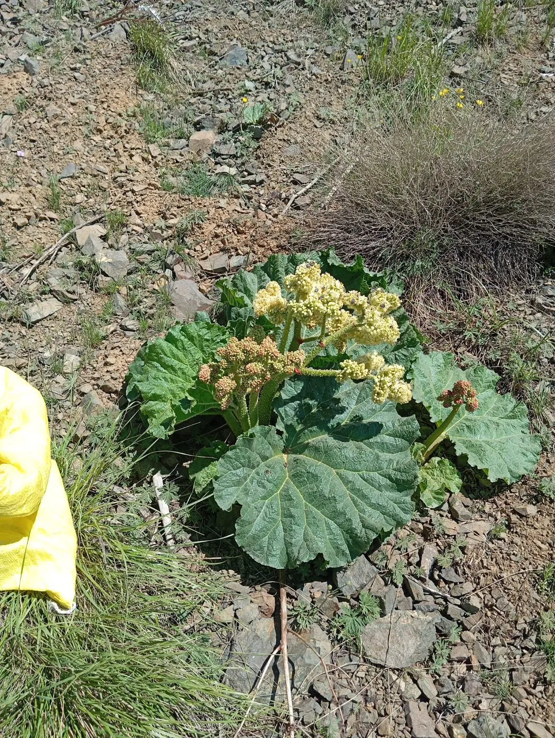زمین روستای زرینجوب