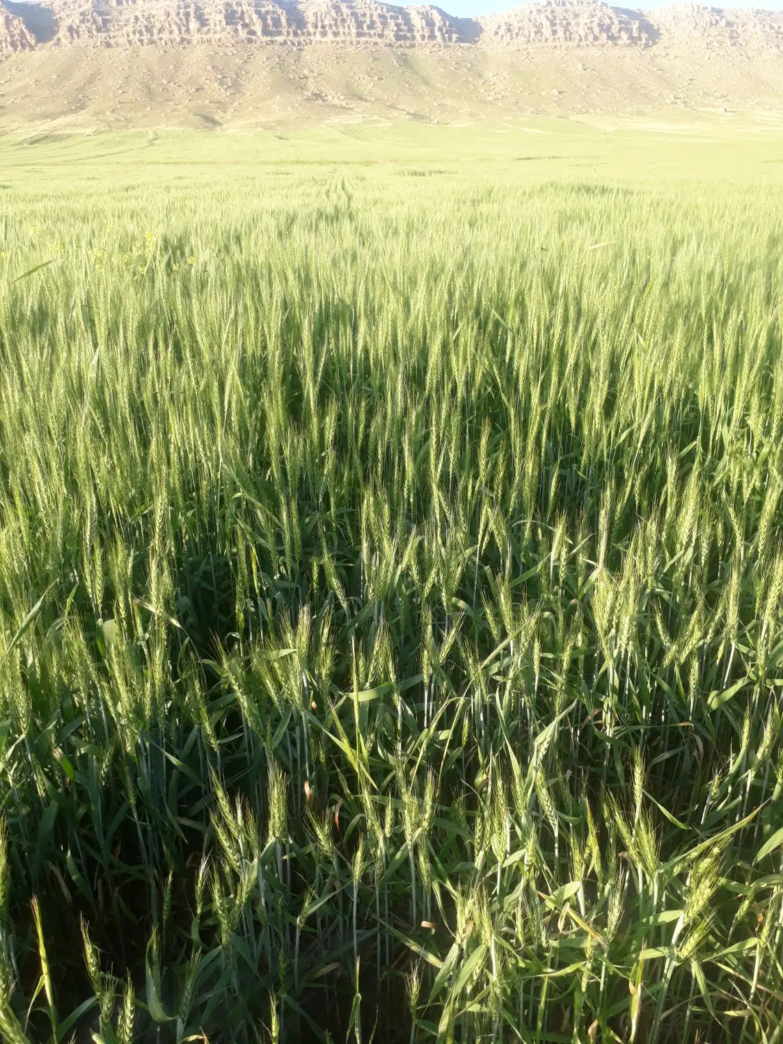 زمین زراعی مرغوب سه هکتار