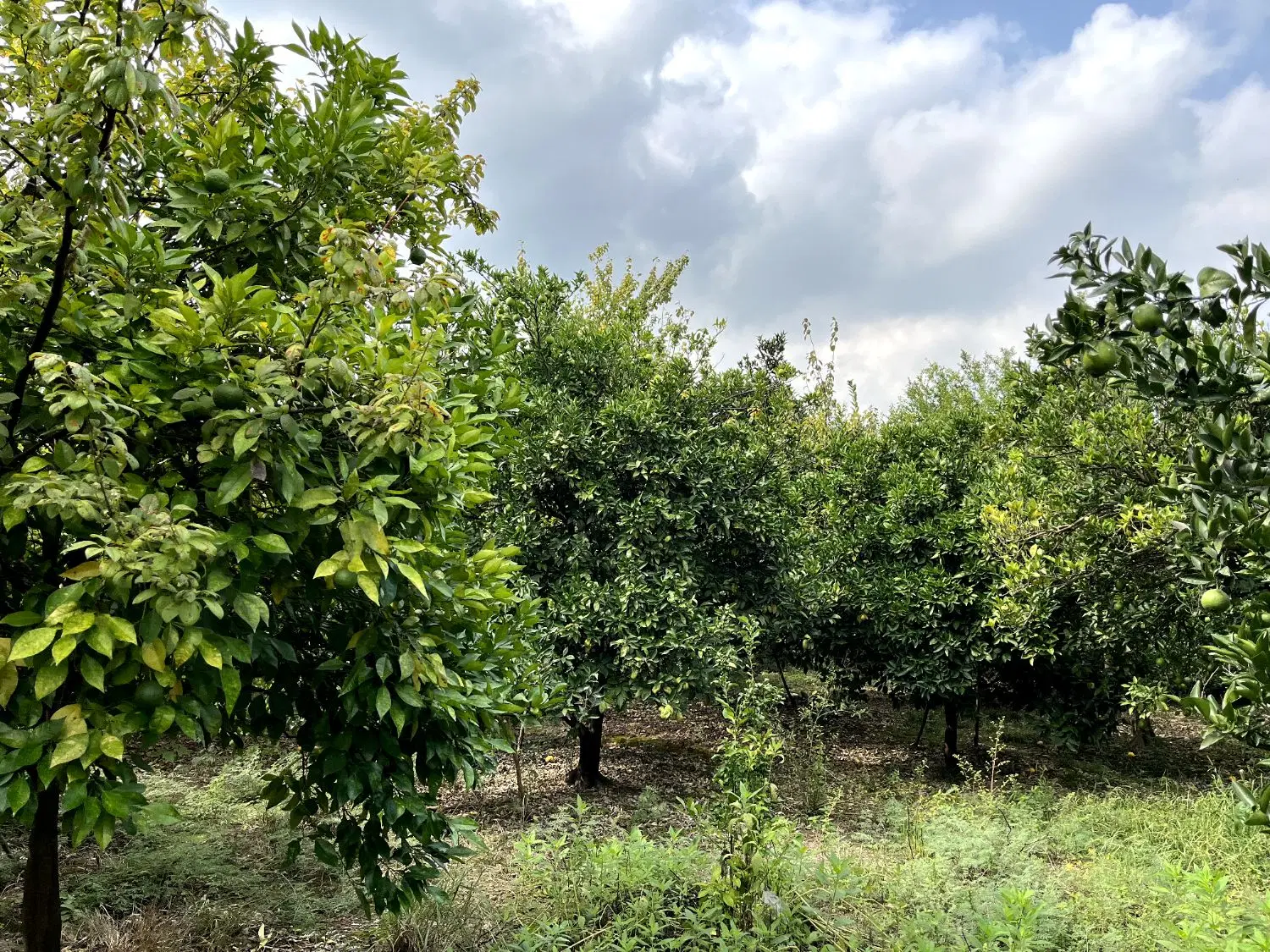 فروش زمین باغی مناسب ساخت کلبه وسرمایه گذاری