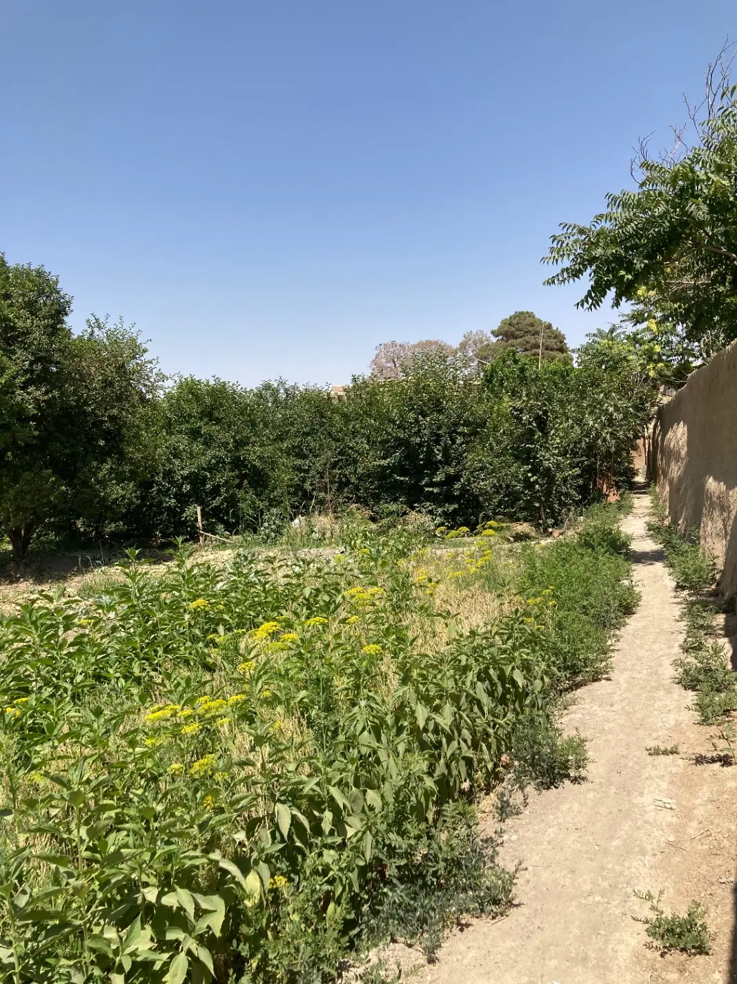 فروش باغ