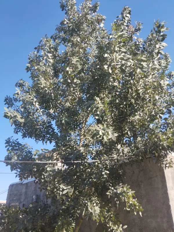 باغ شلیل روستای بیجق