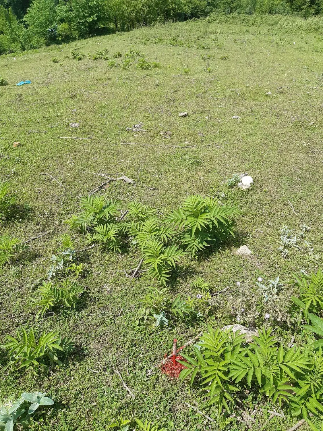 زمین واقع در زیراب روستای سنگ نیشت با ویو عالی