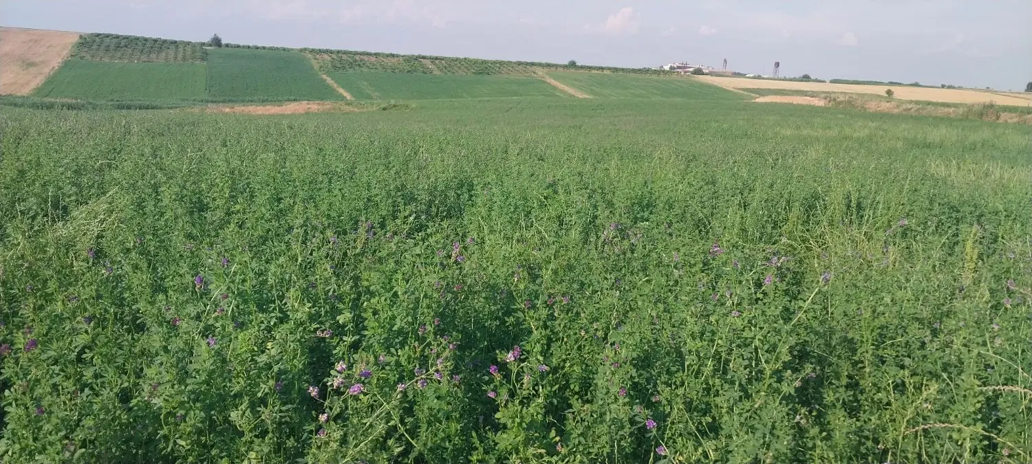 اجاره زمین کشاورزی 4 هکتار روستای ابراهیم کندی
