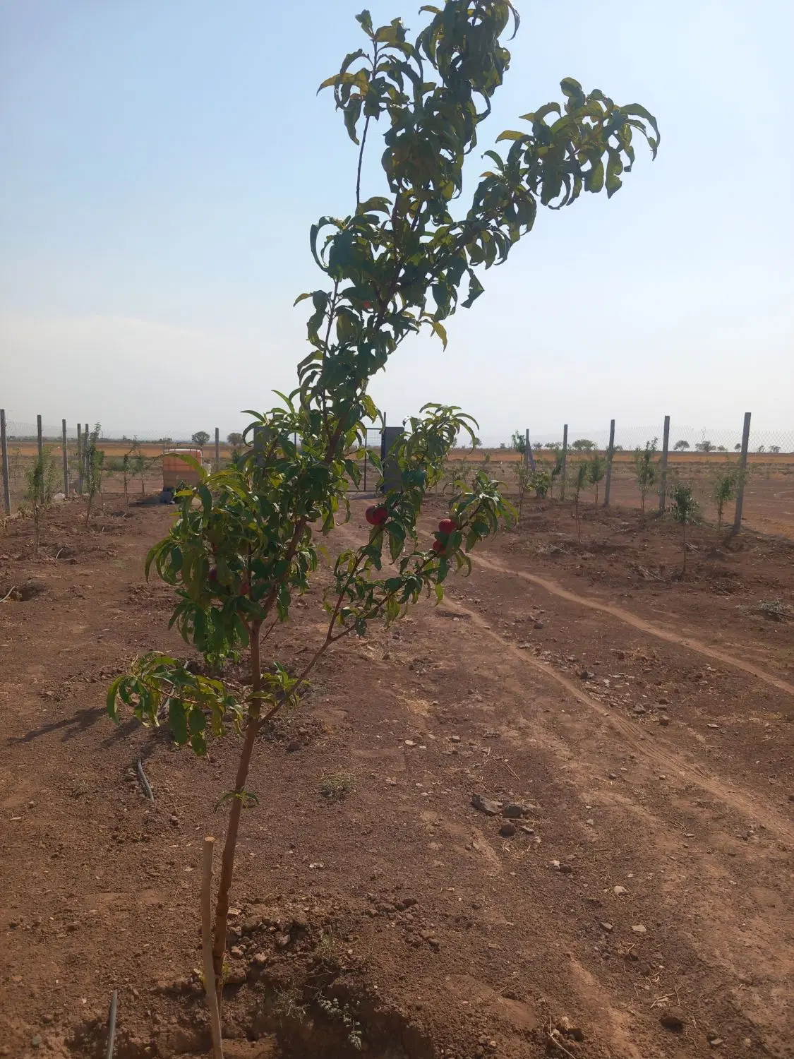 باغ ۵۰۰ متری درختان یکساله باردهی