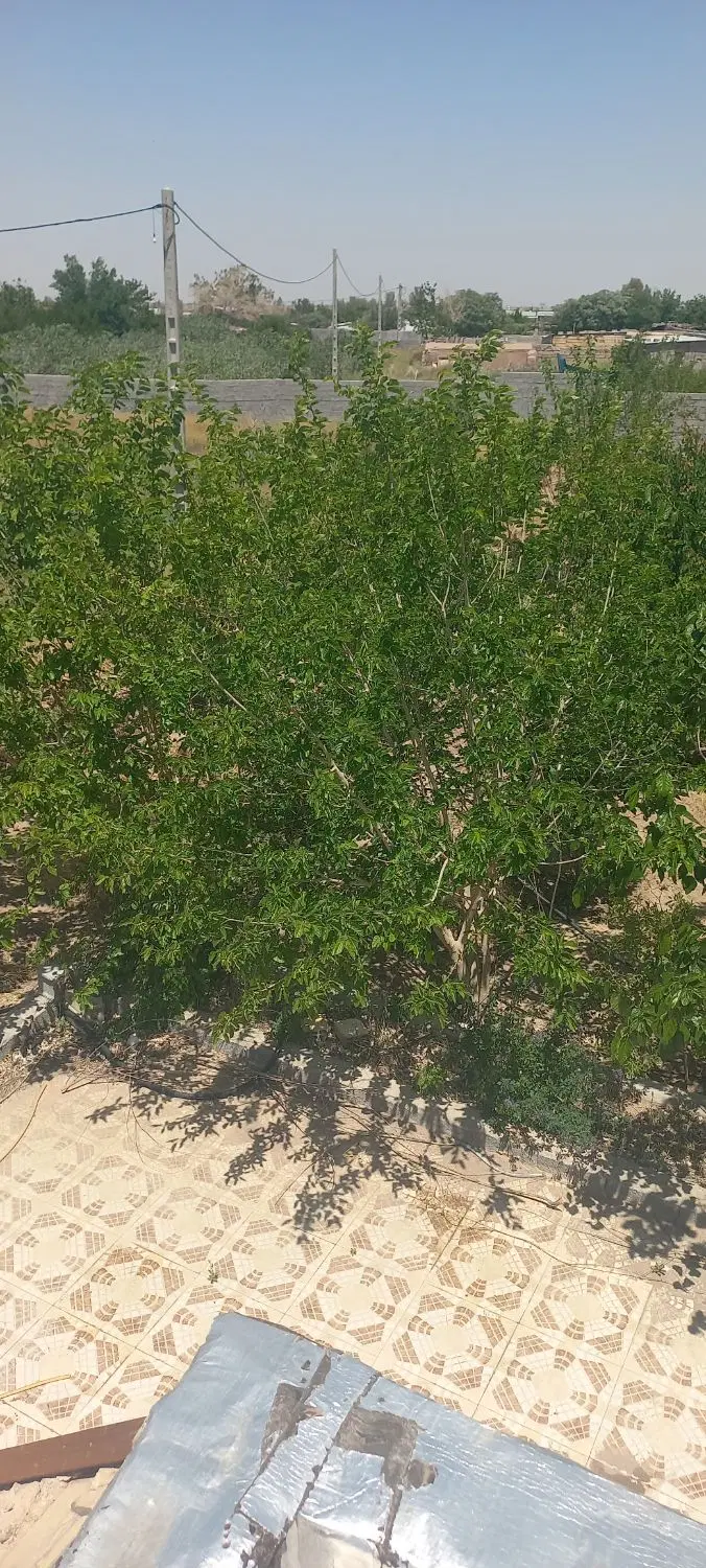 خانه باغ