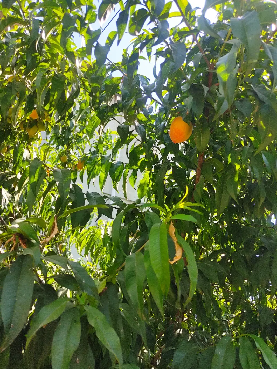 فروش زمین را مسکونی و باغ