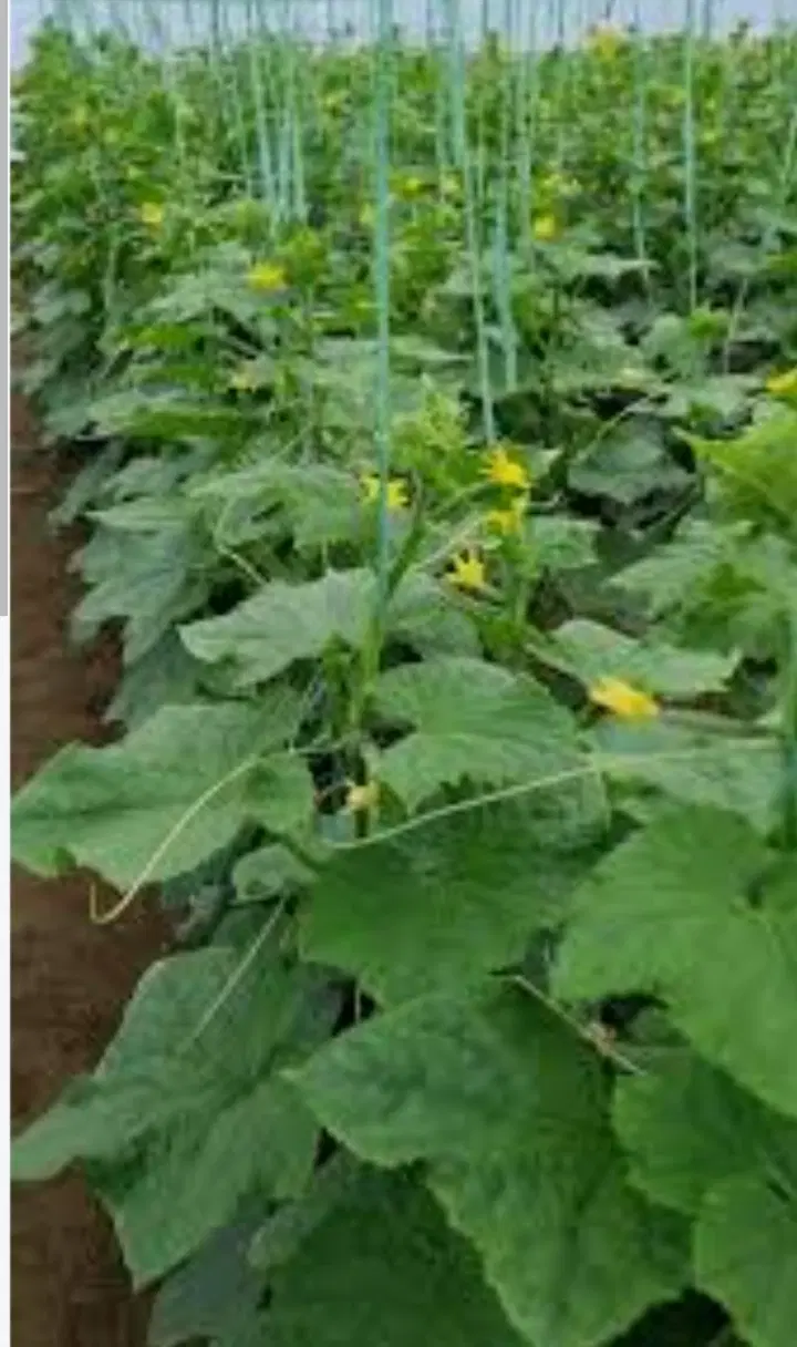 اجاره گلخانه طرح یزدی
