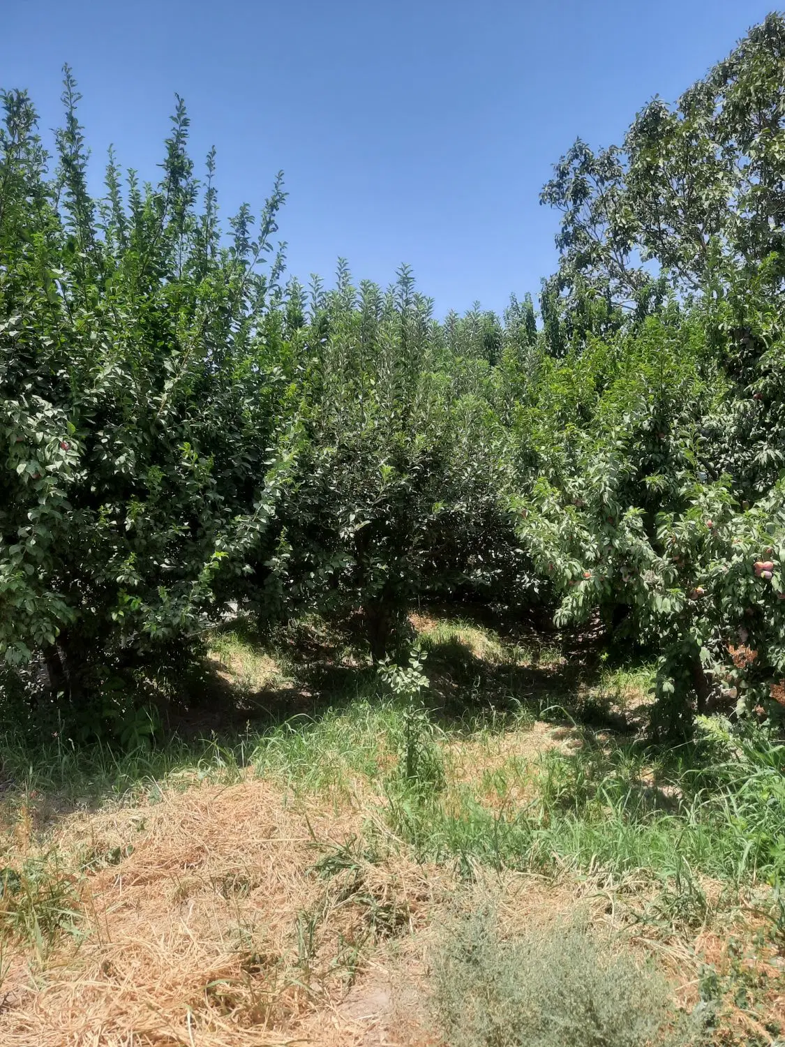 ۲۱۱متر باغچه سند دار  (مهرچین)