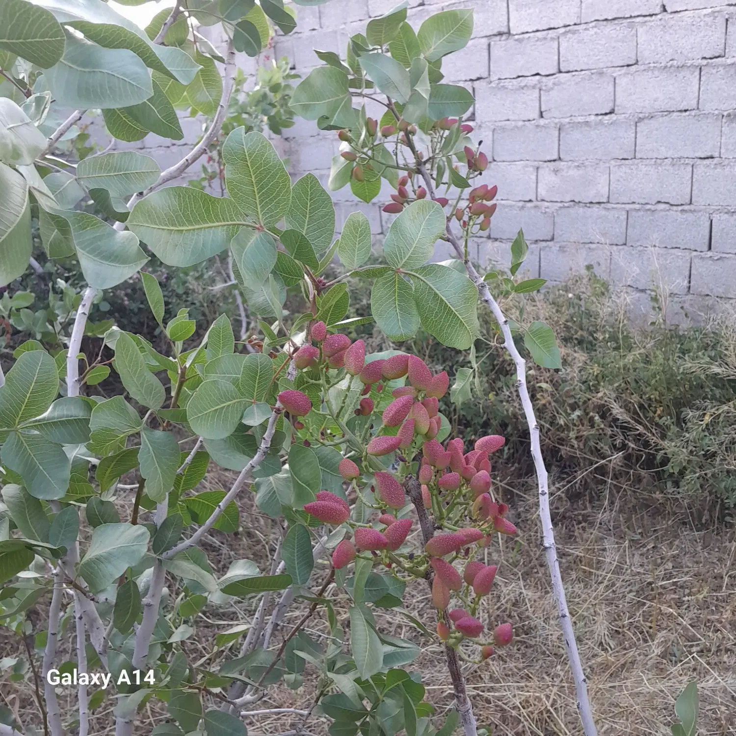 ج حیاطی و باغ در سیلاب اذرشهر