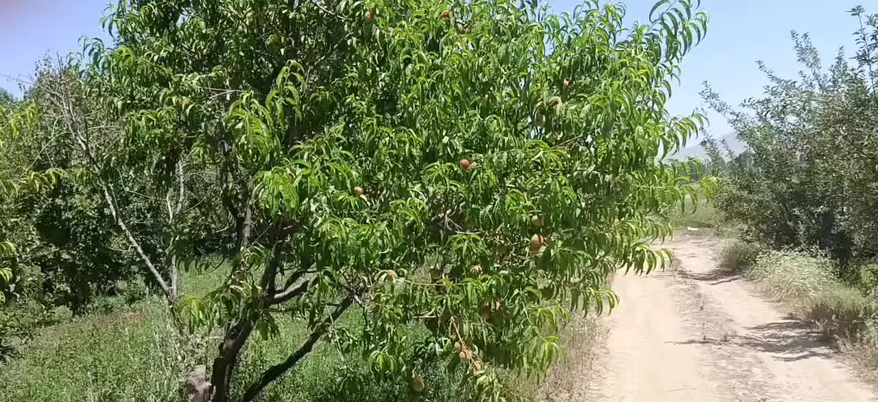 باغ