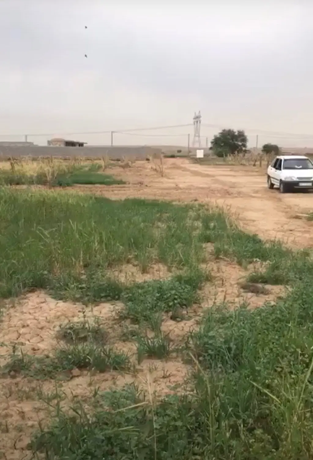 زمین ویلایی طویبه