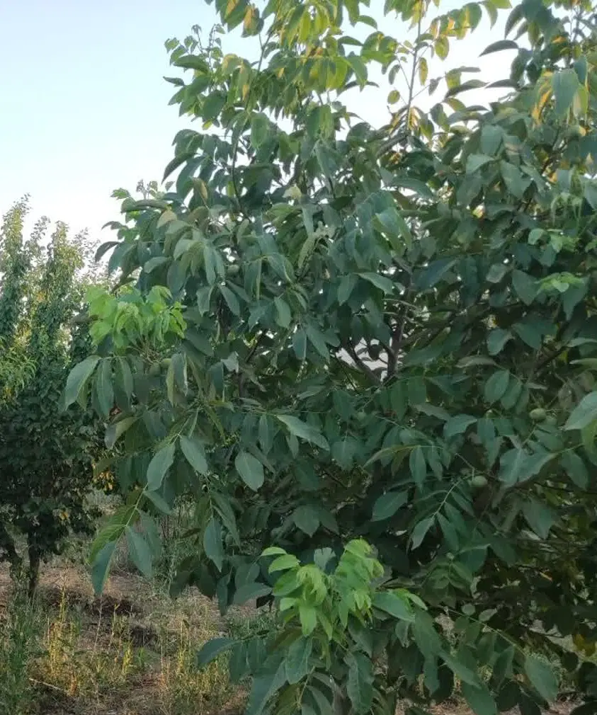 فروش باغ