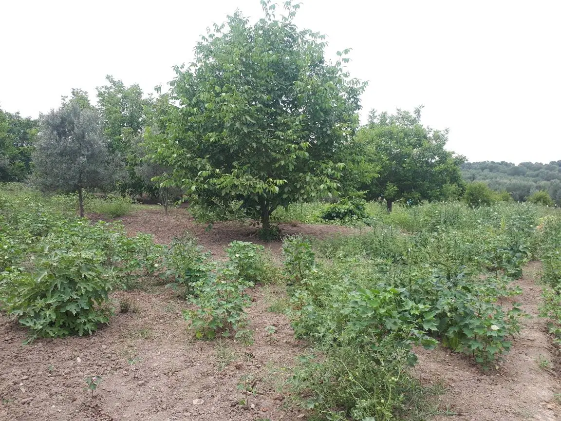 زمین کشاورزی
