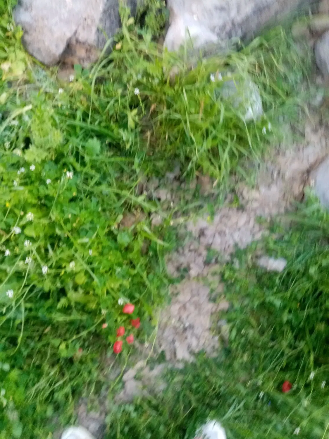 زمین مسکونی قلعه کهنه