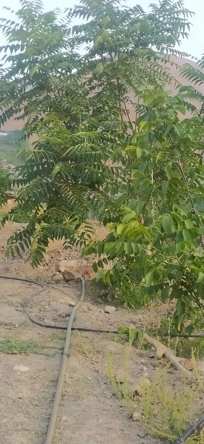 فروش زمین