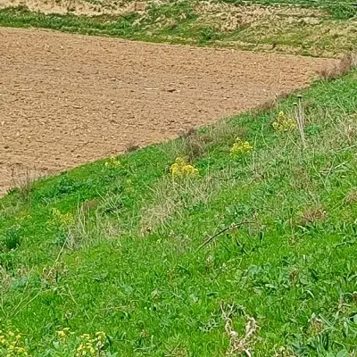زمین مسکونی گازرگاه
