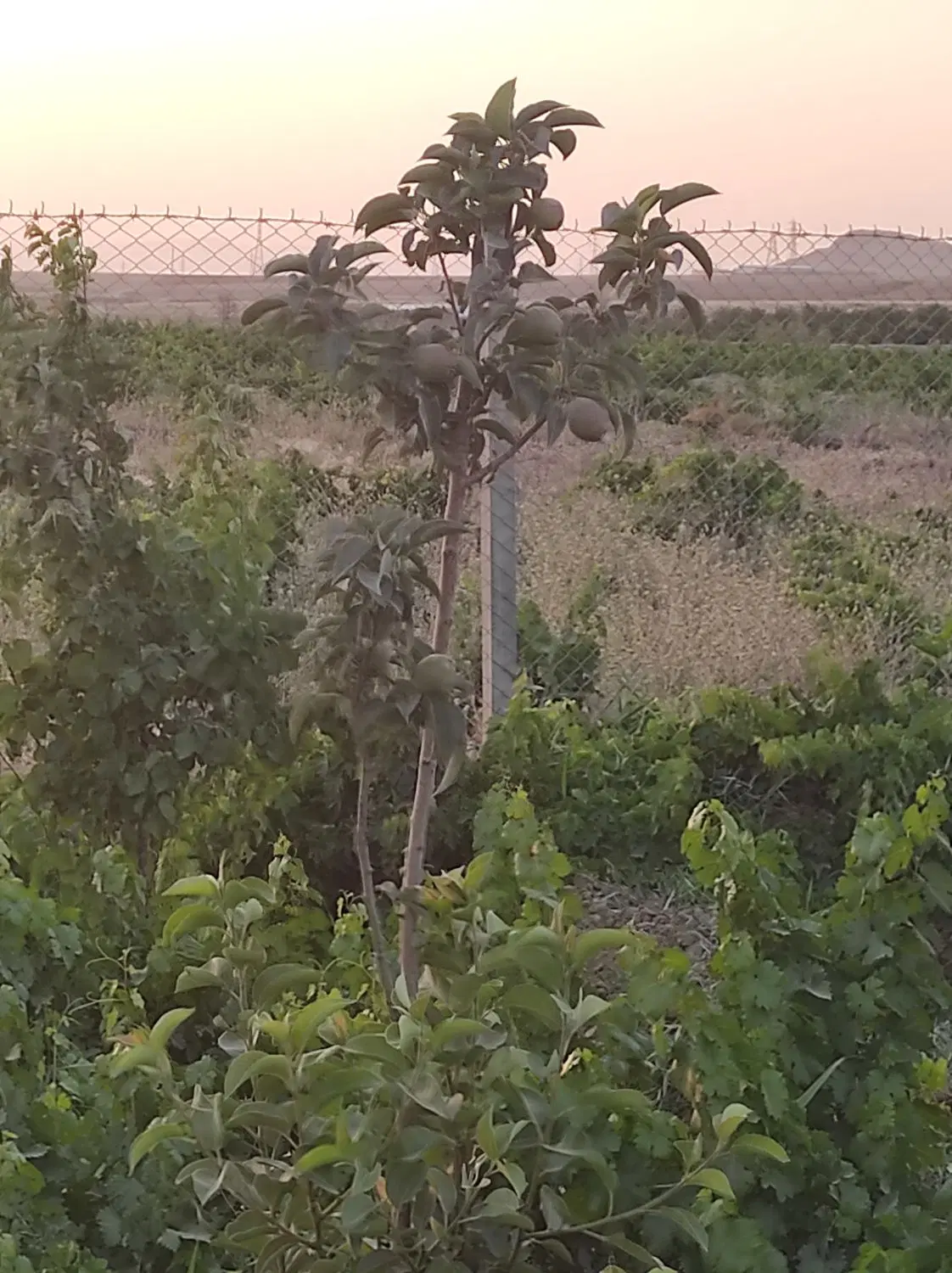 فروش باغ به متراژ۳۲۰ متر